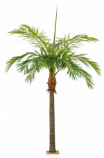 Phoenix palmboom Giant 420cm